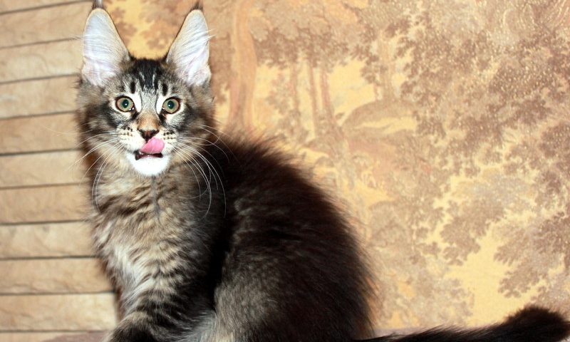 Фото котят мейн кун в 3 месяца. Котята мейн-кун на продажу